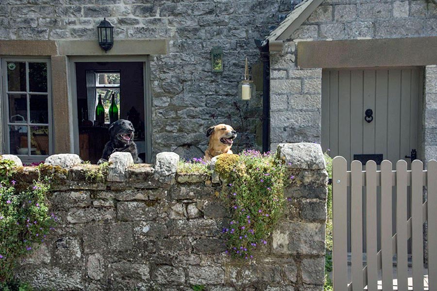 We welcome dogs at the cottage